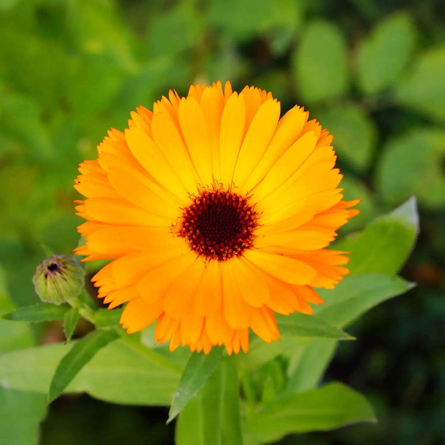 Romana-Pharma-Salud-Bienestar-Natural.webp