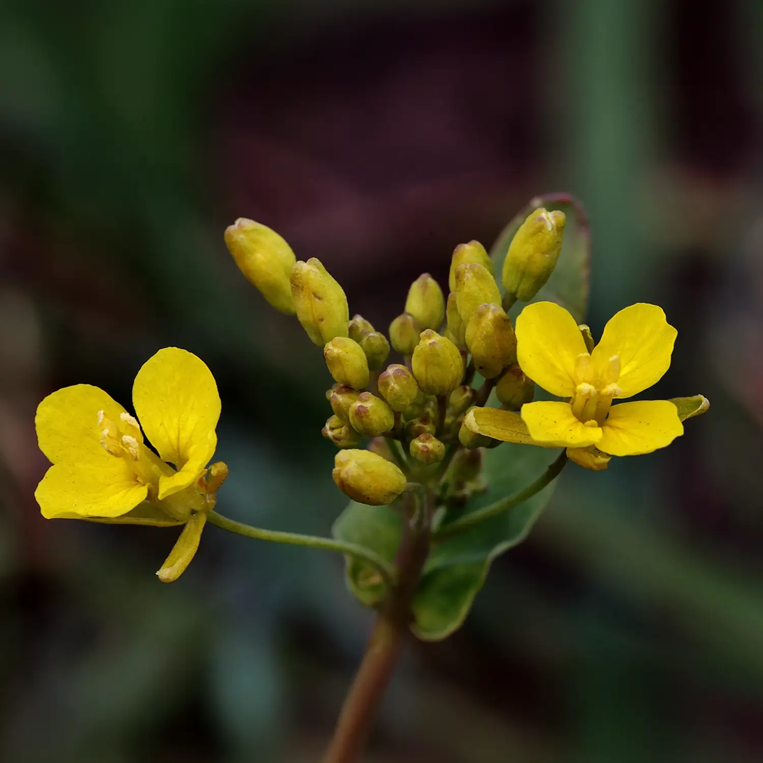 Romana-Pharma-Suplementos-Plantas.webp